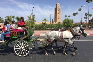 Promenade en Calèche à Marrakech